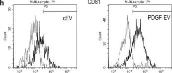 Fig.1.H showing Flow cytometry/Cell sorting in a Homo sapiens (Human) sample from the publication: PDGF enhances the protective effect of adipose stem cell-derived extracellular vesicles in a model of acute hindlimb ischemia.