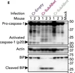 Fig.6.E showing Western Blotting from the publication: Subtilase cytotoxin from Shiga-toxigenic Escherichia coli impairs the inflammasome and exacerbates enteropathogenic bacterial infection.