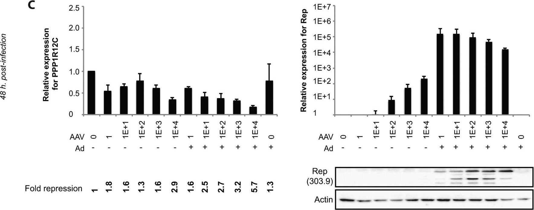Adeno-associated virus Rep represses the human integration site promoter by two pathways that are similar to those required for the regulation of the viral p5 promoter.