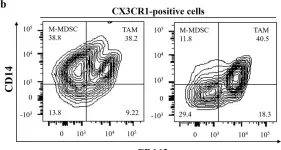 Fig.2.B showing Flow cytometry/Cell sorting in a Homo sapiens (Human) sample from the publication: Involvement of CX3CR1+ cells appearing in the abdominal cavity in the immunosuppressive environment immediately after gastric cancer surgery.