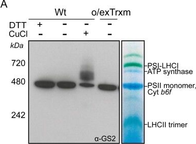 Fig.5.A showing Western Blotting in a Nicotiana tabacum (Common tobacco) sample from the publication: Overexpression of thioredoxin m in chloroplasts alters carbon and nitrogen partitioning in tobacco.
