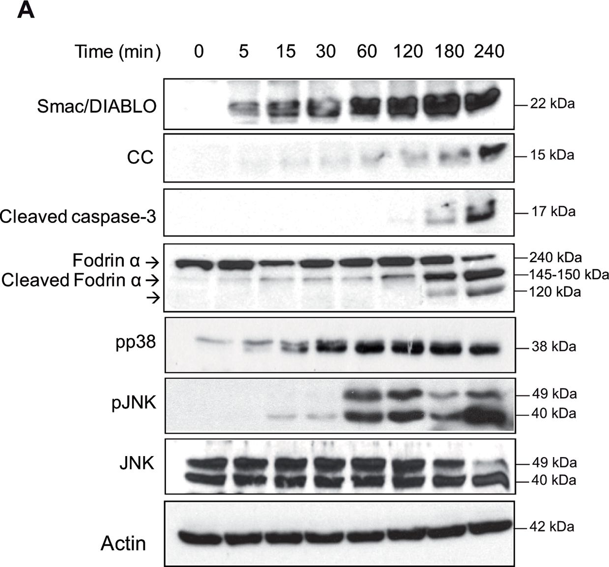 Fig.1.A showing Western Blotting in a Xenopus laevis (African clawed frog) sample from the publication: Osmostress-induced apoptosis in Xenopus oocytes: role of stress protein kinases, calpains and Smac/DIABLO.