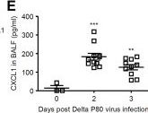 Fig.7.E showing Enzyme-linked immunosorbent assay from the publication: TNF-α exacerbates SARS-CoV-2 infection by stimulating CXCL1 production from macrophages.