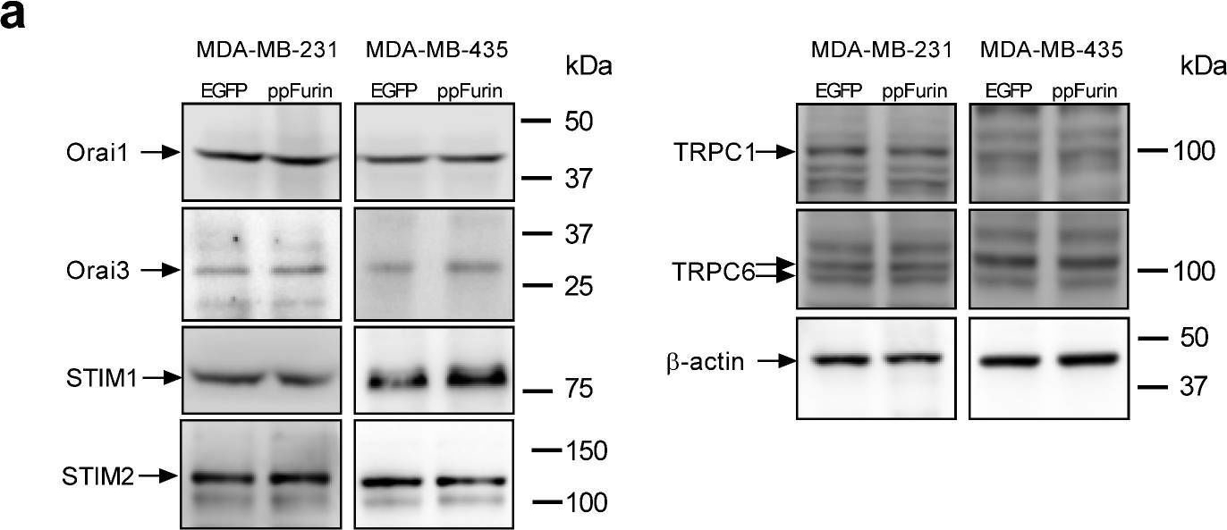 Fig.3.A showing Western Blotting in a Homo sapiens (Human) sample from the publication: Furin Prodomain ppFurin Enhances Ca2+ Entry Through Orai and TRPC6 Channels' Activation in Breast Cancer Cells.