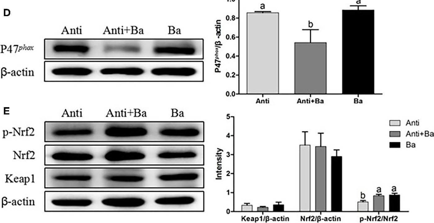Fig.3.D showing Western Blotting from the publication: Effects of Probiotics BaSC06 on Intestinal Digestion and Absorption, Antioxidant Capacity, Microbiota Composition, and Macrophage Polarization in Pigs for Fattening.