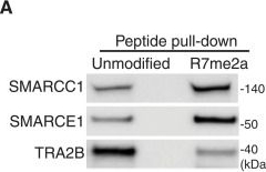 Fig.2.A showing Western Blotting in a Homo sapiens (Human) sample from the publication: Nonchromatin regulatory functions of the histone variant H2A.B in SWI/SNF genomic deposition.