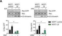 Fig.1.A showing Western Blotting from the publication: A new role of the Rac-GAP β2-chimaerin in cell adhesion reveals opposite functions in breast cancer initiation and tumor progression.