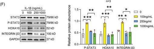 Fig.7.F showing Western Blotting from the publication: Embryo-Derived Cathepsin B Promotes Implantation and Decidualization by Activating Pyroptosis.