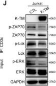 Fig.5.J showing Western Blotting from the publication: HERV-K TM Subunit Elicits CD8+ T Cell Anergy and Tumor Immune Evasion via Targeting CD3 Coreceptor ε in AML and PDAC.