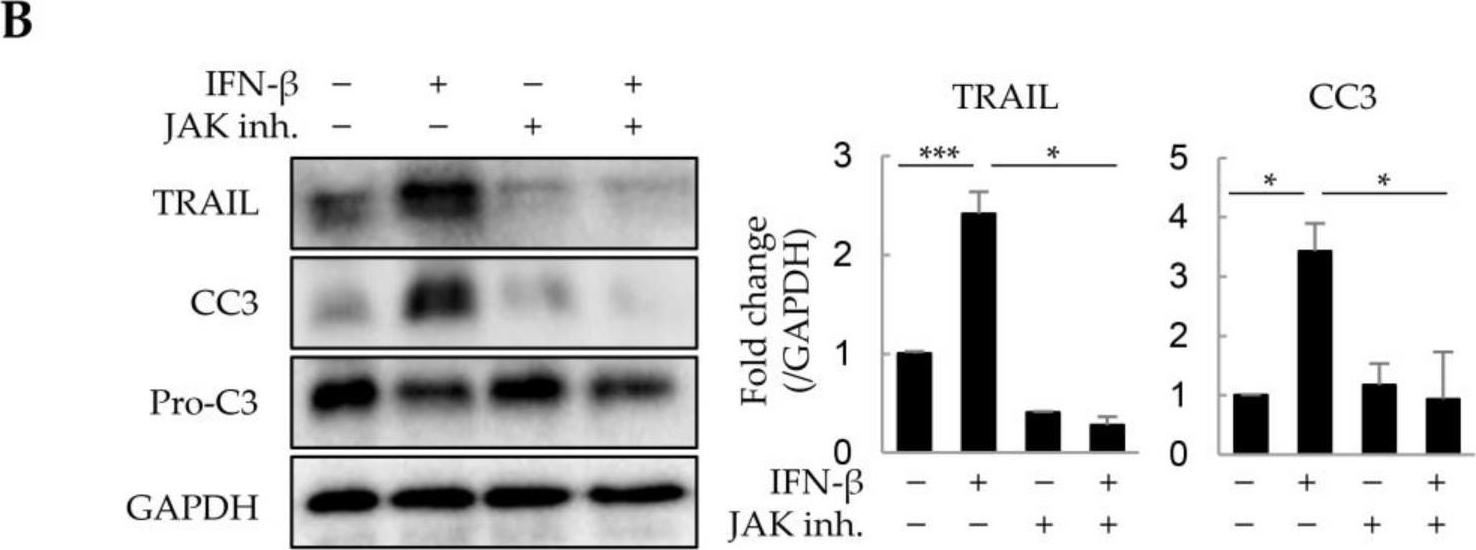 Fig.5.B showing Western Blotting from the publication: Interferon-β Overexpression in Adipose Tissue-Derived Stem Cells Induces HepG2 and Macrophage Cell Death in Liver Tumor Organoids via Induction of TNF-Related Apoptosis-Inducing Ligand Expression.