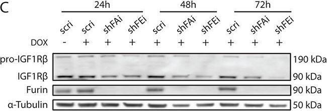 Fig.1.C showing Western Blotting in a Homo sapiens (Human) sample from the publication: The proprotein convertase furin is required to maintain viability of alveolar rhabdomyosarcoma cells.