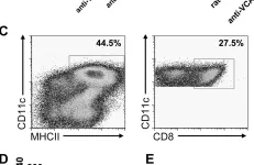 Fig.7.C showing Flow cytometry/Cell sorting in a Mus musculus (House mouse) sample from the publication: VCAM-1 and VLA-4 modulate dendritic cell IL-12p40 production in experimental visceral leishmaniasis.