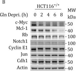 Fig.3.B showing Western Blotting from the publication: Glutamine signaling specifically activates c-Myc and Mcl-1 to facilitate cancer cell proliferation and survival.