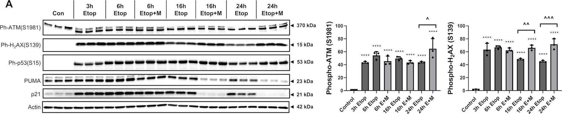 Fig.2.A showing Western Blotting from the publication: Mithramycin selectively attenuates DNA-damage-induced neuronal cell death.