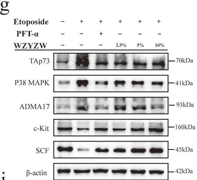 Fig.5.G showing Western Blotting from the publication: Wuzi-Yanzong-Wan inhibits testicular mitochondrial apoptosis in rats by downregulating TAp73-Mediated P38 MAPK-ADAM17 pathway.