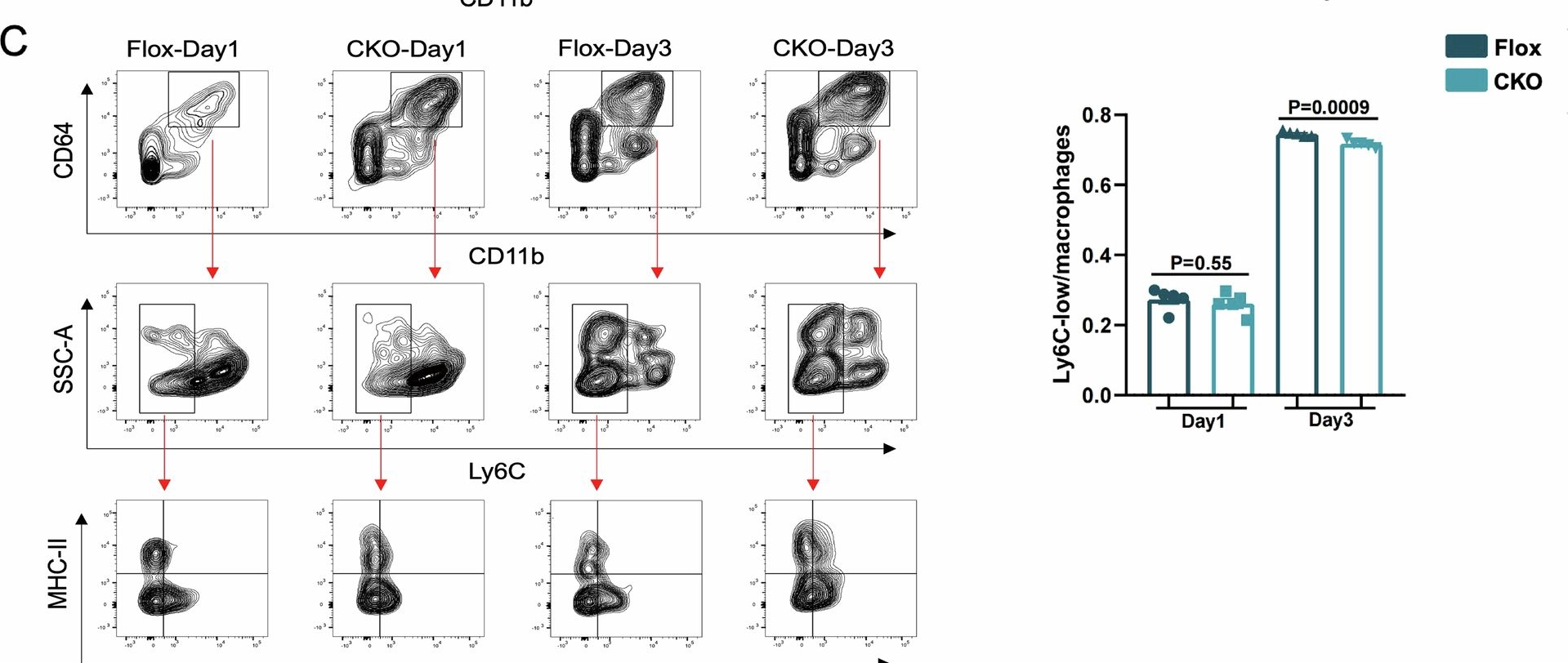 Fig.7.C showing Flow cytometry/Cell sorting in a Mus musculus (House mouse) sample from the publication: SHEP1 alleviates cardiac ischemia reperfusion injury via targeting G3BP1 to regulate macrophage infiltration and inflammation.