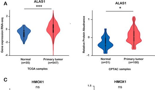 Fig.1.A showing Flow cytometry/Cell sorting in a Homo sapiens (Human) sample from the publication: Active Estrogen-Succinate Metabolism Promotes Heme Accumulation and Increases the Proliferative and Invasive Potential of Endometrial Cancer Cells.
