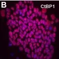 Fig.4.B showing Immunocytochemistry-immunofluorescence in a Homo sapiens (Human) sample from the publication: A large-scale proteomic analysis of human embryonic stem cells.