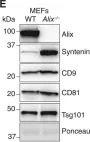Fig.4.E showing Western Blotting in a Mus musculus (House mouse) sample from the publication: Distinct functions of dimeric and monomeric scaffold protein Alix in regulating F-actin assembly and loading of exosomal cargo.
