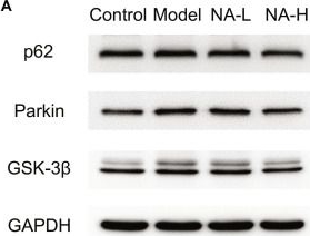 Fig.5.A showing Western Blotting from the publication: Nervonic Acid from Malania oleifera Reverses Parkinson's Disease by Regulating Oxidative Stress, Neuroinflammation, and Gut Microbiota.