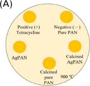 Fig.5.A from the publication: Evaluation of Polyacrylonitrile Nonwoven Mats and Silver-Gold Bimetallic Nanoparticle-Decorated Nonwoven Mats for Potential Promotion of Wound Healing In Vitro and In Vivo and Bone Growth In Vitro.