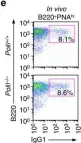Fig.3.E showing Flow cytometry/Cell sorting in a Mus musculus (House mouse) sample from the publication: Rad52 competes with Ku70/Ku86 for binding to S-region DSB ends to modulate antibody class-switch DNA recombination.