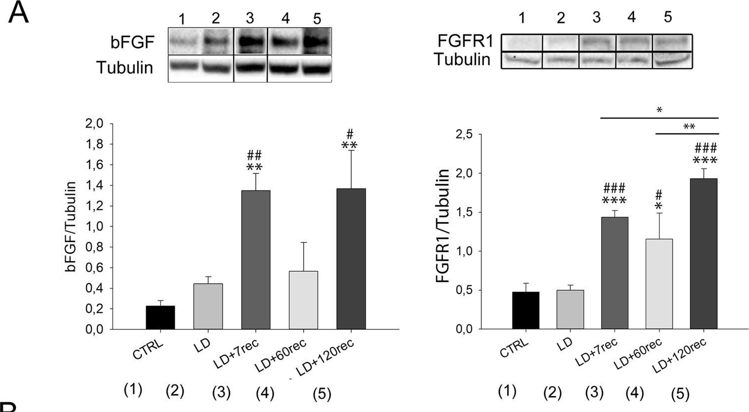 Fig.4.A showing Western Blotting in a Rattus norvegicus (Rat) sample from the publication: Up-regulation of pro-angiogenic pathways and induction of neovascularization by an acute retinal light damage.