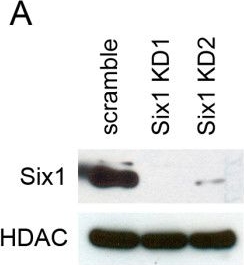 Fig.5.A showing Western Blotting in a Mus musculus (House mouse) sample from the publication: Expression of Six1 in luminal breast cancers predicts poor prognosis and promotes increases in tumor initiating cells by activation of extracellular signal-regulated kinase and transforming growth factor-beta signaling pathways.