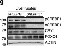 Fig.4.G showing Western Blotting in a Mus musculus (House mouse) sample from the publication: SREBP1c-CRY1 signalling represses hepatic glucose production by promoting FOXO1 degradation during refeeding.