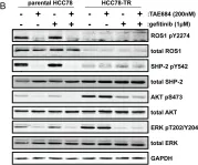 Fig.5.B showing Western Blotting in a Homo sapiens (Human) sample from the publication: Resistance to ROS1 inhibition mediated by EGFR pathway activation in non-small cell lung cancer.