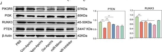 Fig.4.J showing Western Blotting from the publication: Biogenerated Oxygen-Related Environmental Stressed Apoptotic Vesicle Targets Endothelial Cells.
