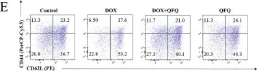 Fig.5.E showing Flow cytometry/Cell sorting in a Mus musculus (House mouse) sample from the publication: Mechanism of Qiling Fuzheng Qingjie granules in alleviating doxorubicin-induced T cell immune dysfunction via mitochondrial energy metabolism.