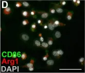 Fig.5.D showing Immunocytochemistry-immunofluorescence in a Mus musculus (House mouse) sample from the publication: Macrophages are necessary for epimorphic regeneration in African spiny mice.