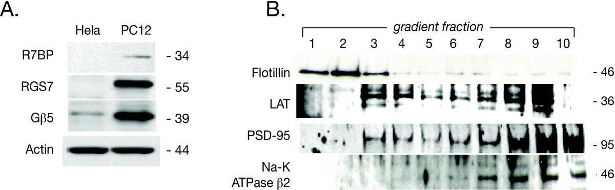 Fig.1.A showing Western Blotting from the publication: R7-binding protein targets the G protein beta 5/R7-regulator of G protein signaling complex to lipid rafts in neuronal cells and brain.