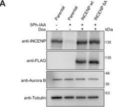 Fig.15.A showing Western Blotting in a Homo sapiens (Human) sample from the publication: Nucleosome interaction of the CPC secures centromeric chromatin integrity and chromosome segregation fidelity.