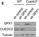 Fig.4.E showing Western Blotting in a Mus musculus (House mouse) sample from the publication: CUEDC2 modulates cardiomyocyte oxidative capacity by regulating GPX1 stability.