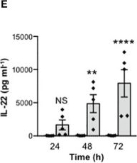Fig.1.E showing Enzyme-linked immunosorbent assay from the publication: Targeting staphylococcal enterotoxin B binding to CD28 as a new strategy for dampening superantigen-mediated intestinal epithelial barrier dysfunctions.