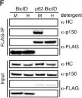 Fig.1.F showing Western Blotting in a Homo sapiens (Human) sample from the publication: The human cytoplasmic dynein interactome reveals novel activators of motility.