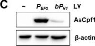 Fig.2.C showing Western Blotting in a Mus musculus (House mouse) sample from the publication: CRISPR-Cpf1-Mediated Gene-Editing System Based on a Single Bidirectional Promoter.
