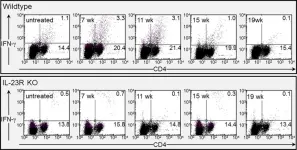 Fig.8.A showing Flow cytometry/Cell sorting in a Mus musculus (House mouse) sample from the publication: Role of IL-23 signaling in the progression of premalignant oral lesions to cancer.
