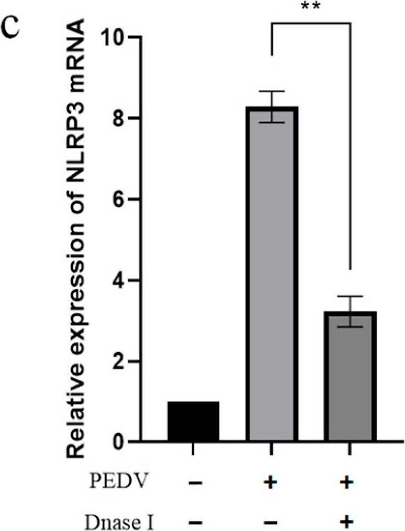 Fig.7.C from the publication: Porcine Epidemic Diarrhea Virus Infection of Porcine Intestinal Epithelial Cells Causes Mitochondrial DNA Release and the Activation of the NLRP3 Inflammasome to Mediate Interleukin-1β Secretion.