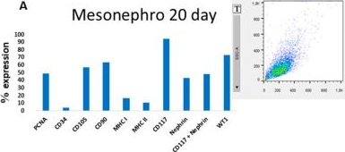 Fig.3.A showing Flow cytometry/Cell sorting from the publication: Development and Characterization of a Novel Lineage of Renal Progenitor Cells for Potential Use in Feline Chronic Kidney Disease: A Preliminary Study.