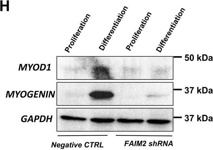 Fig.5.H showing Western Blotting from the publication: Antiapoptotic Protein FAIM2 is targeted by miR-3202, and DUX4 via TRIM21, leading to cell death and defective myogenesis.