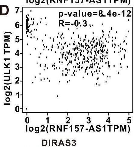 Fig.4.D showing Flow cytometry/Cell sorting from the publication: Differential effects of the LncRNA RNF157-AS1 on epithelial ovarian cancer cells through suppression of DIRAS3- and ULK1-mediated autophagy.