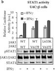 Fig.4.B showing Western Blotting in a Homo sapiens (Human) sample from the publication: Characterization of JAK1 Pseudokinase Domain in Cytokine Signaling.