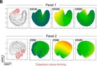Fig.2.B showing Flow cytometry/Cell sorting in a Mus musculus (House mouse) sample from the publication: Controlling genetic heterogeneity in gene-edited hematopoietic stem cells by single-cell expansion.