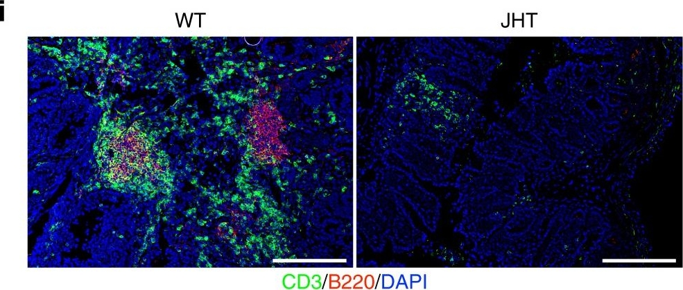 Fig.6.I showing Immunohistochemistry-immunofluorescence in a Mus musculus (House mouse) sample from the publication: Obesity exacerbates colitis-associated cancer via IL-6-regulated macrophage polarisation and CCL-20/CCR-6-mediated lymphocyte recruitment.