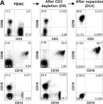 Fig.1.A showing Flow cytometry/Cell sorting in a Homo sapiens (Human) sample from the publication: GMP-compliant, large-scale expanded allogeneic natural killer cells have potent cytolytic activity against cancer cells in vitro and in vivo.