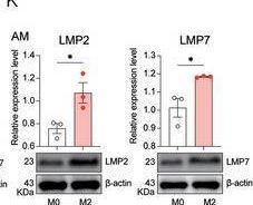 Fig.1.N showing Western Blotting in a Mus musculus (House mouse) sample from the publication: Targeting Immunoproteasome in Polarized Macrophages Ameliorates Experimental Emphysema Via Activating NRF1/2-P62 Axis and Suppressing IRF4 Transcription.