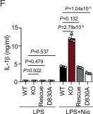 Fig.6.F showing Enzyme-linked immunosorbent assay from the publication: The human disease-associated gene ZNFX1 controls inflammation through inhibition of the NLRP3 inflammasome.